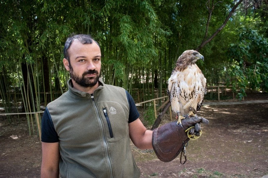 Η Ζήνα είναι το μοναδικό γεράκι στον κόσμο που καταρρίπτει drones! (εικόνες)